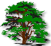 Cedar Tree Counselling